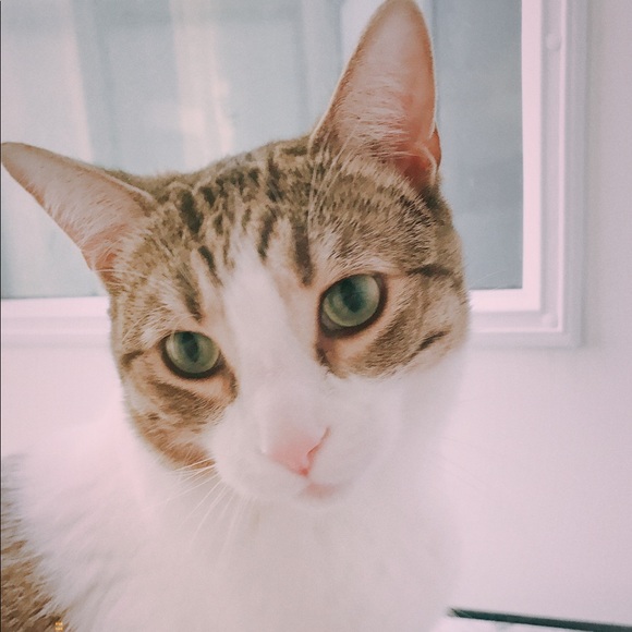 Meet your Posher, Paige - Picture 1 of 1